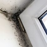 Mold Inspections Safeguard