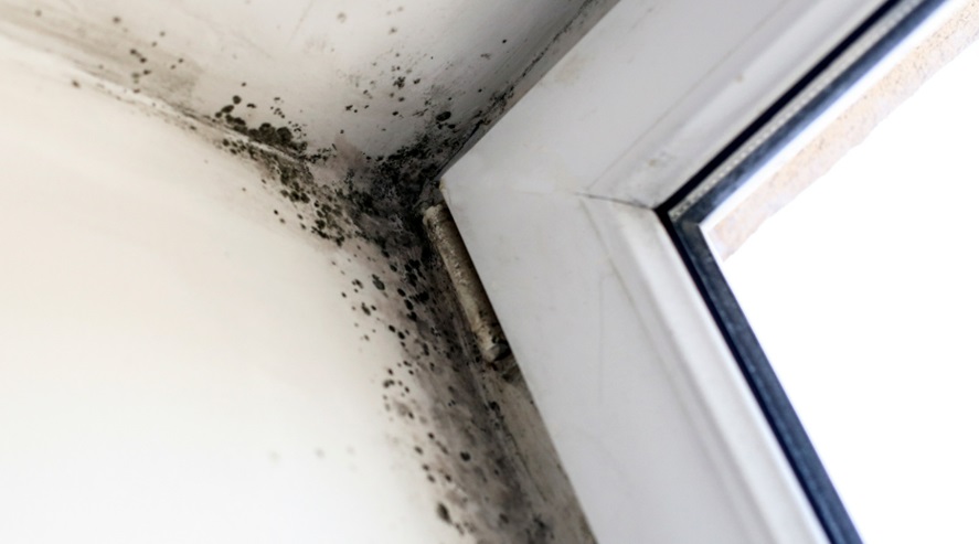 Mold Inspections Safeguard